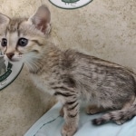 Savannah F-4SBT female DOB 4-7-24