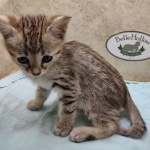 Savannah F-4SBT female DOB 4-7-24