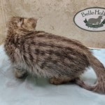 Savannah F-4SBT female DOB 4-7-24