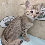 Savannah F-4SBT female DOB 4-7-24