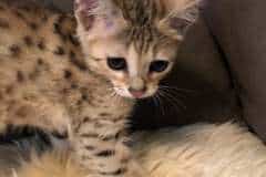 Tiny Tim Savannah, F-4SBT Male #2 DOB 7-3-19 Human Imprint