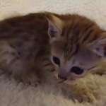 Savannah, F-4SBT, male, DOB 7-3-19