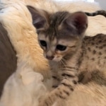 Savannah, F-4SBT, male, DOB 7-3-19