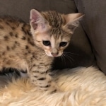 Savannah, F-4SBT, male, DOB 7-3-19