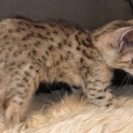 Savannah, F-4SBT, male, DOB 7-3-19