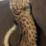 Savannah, F-4SBT, male, DOB 7-3-19