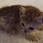 Savannah, F-4SBT, male, DOB 7-3-19