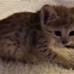 Savannah, F-4SBT, male, DOB 7-3-19