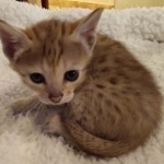 Savannah, F-4SBT, male, DOB 7-3-19