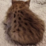 Savannah, F-4SBT, male, DOB 7-3-19