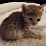 Savannah, F-4SBT, male, DOB 7-3-19