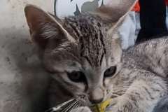 Nemo Savannah F5SBT BST Male #2DOB 6-13-22