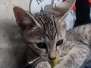 Nemo Savannah F5SBT BST Male #2DOB 6-13-22