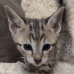 Savannah F-5SBT Brown Spotted Male DOB 6-13-22