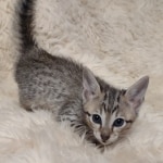 Savannah F-5SBT Brown Spotted Male DOB 6-13-22