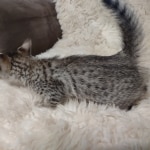 Savannah F-5SBT Brown Spotted Male DOB 6-13-22