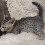 Savannah F-5SBT Brown Spotted Male DOB 6-13-22