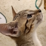 Savannah F-5SBT Brown Spotted Male DOB 6-13-22