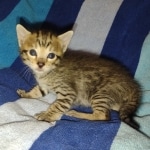 Savannah F-5SBT Brown Spotted Male DOB 6-13-22