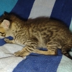 Savannah F-5SBT Brown Spotted Male DOB 6-13-22