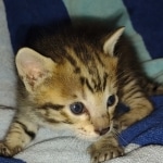 Savannah F-5SBT Brown Spotted Male DOB 6-13-22