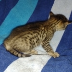 Savannah F-5SBT Brown Spotted Male DOB 6-13-22