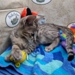 Savannah F-5SBT Brown Spotted Male DOB 6-13-22