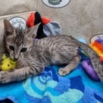 Savannah F-5SBT Brown Spotted Male DOB 6-13-22