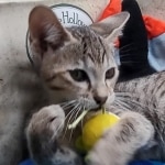 Savannah F-5SBT Brown Spotted Male DOB 6-13-22