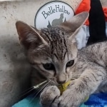 Savannah F-5SBT Brown Spotted Male DOB 6-13-22