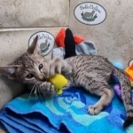 Savannah F-5SBT Brown Spotted Male DOB 6-13-22