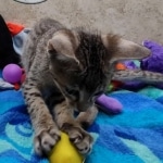 Savannah F-5SBT Brown Spotted Male DOB 6-13-22