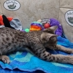 Savannah F-5SBT Brown Spotted Male DOB 6-13-22