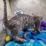 Savannah F-5SBT Brown Spotted Male DOB 6-13-22