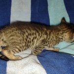 Savannah F-5SBT Brown Spotted Male DOB 6-13-22