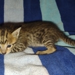 Savannah F-5SBT Brown Spotted Male DOB 6-13-22