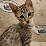 Savannah F-5SBT Brown Spotted Male DOB 6-13-22