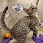 Savannah F-5SBT Brown Spotted Male DOB 6-13-22