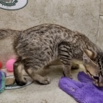 Savannah F-5SBT Brown Spotted Male DOB 6-13-22