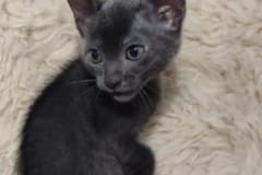 Kitabu Savannah Kitten F-6SBT Blue Female DOB 4-3-25