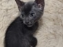 Kitabu Savannah Kitten F-6SBT Blue Female DOB 4-3-25