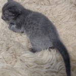 Blue-female-Kitten-