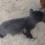 Blue-female-Kitten-a