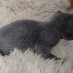 Blue-female-Kitten-b