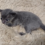 Blue-female-Kitten-c