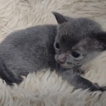 Blue-female-Kitten-d