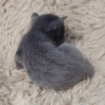 Blue-female-Kitten-e