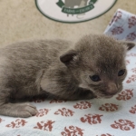 Blue-female-Savannah-kitten-a