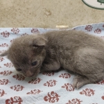 Blue-female-Savannah-kitten-b