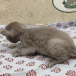 Blue-female-Savannah-kitten-c